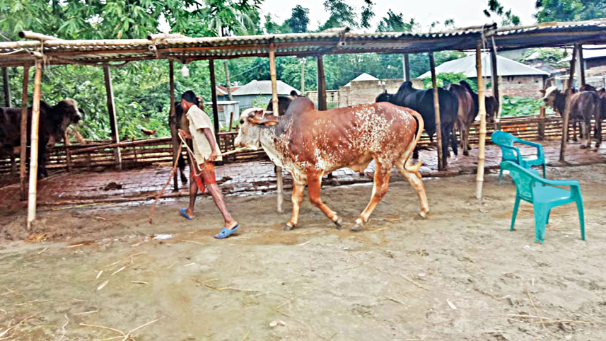 cattle-trade-2.jpg