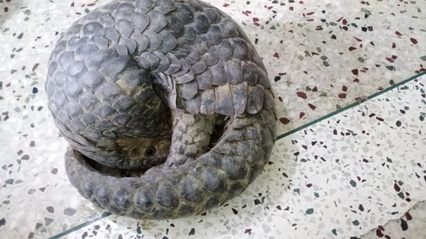 animal.jpg