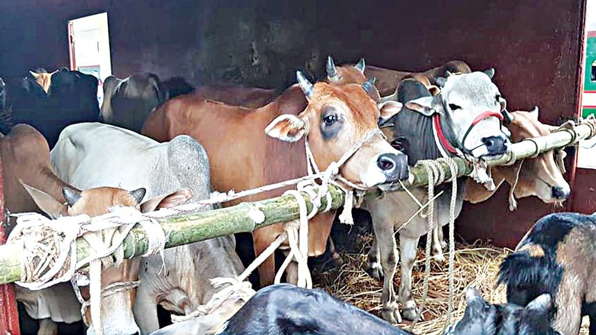 cattle-train.jpg