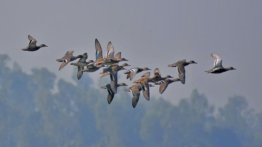 a-beel-for-birds1.jpg