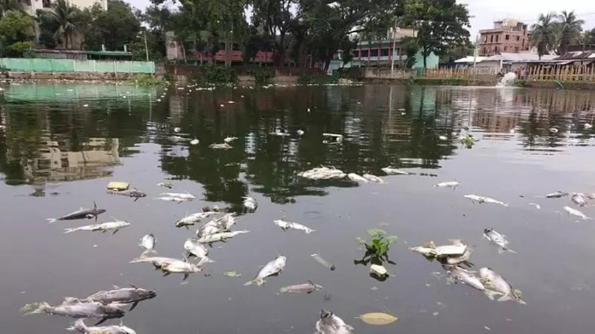 fish-die.jpg