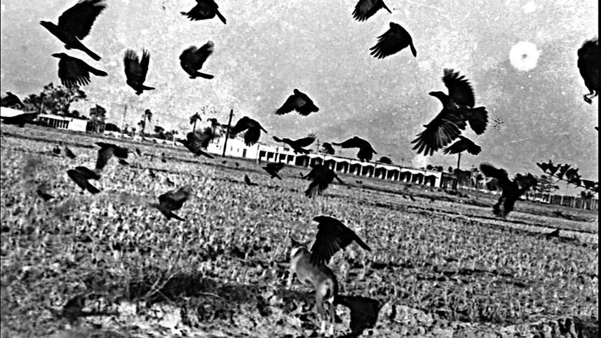 bangladesh-genocide3.jpg