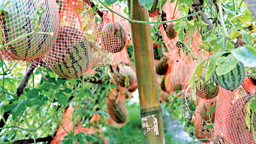 water-melon.jpg