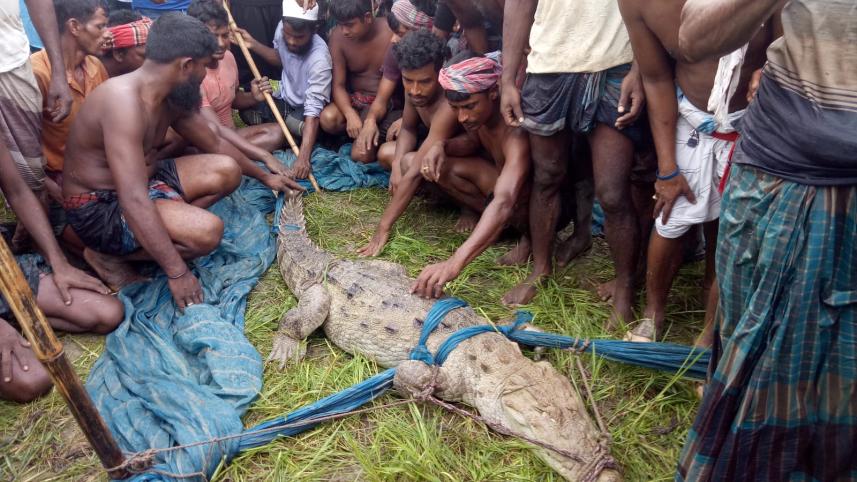 faridpur_crocodial_pic-01.jpg