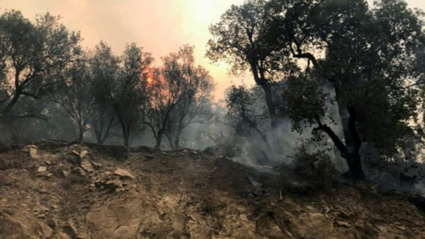 wildfire_web.jpg
