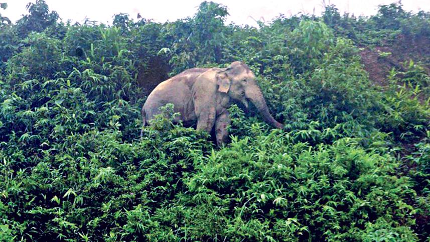 elephnat.jpg
