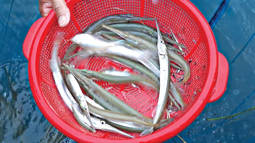 kaika-fish.jpg