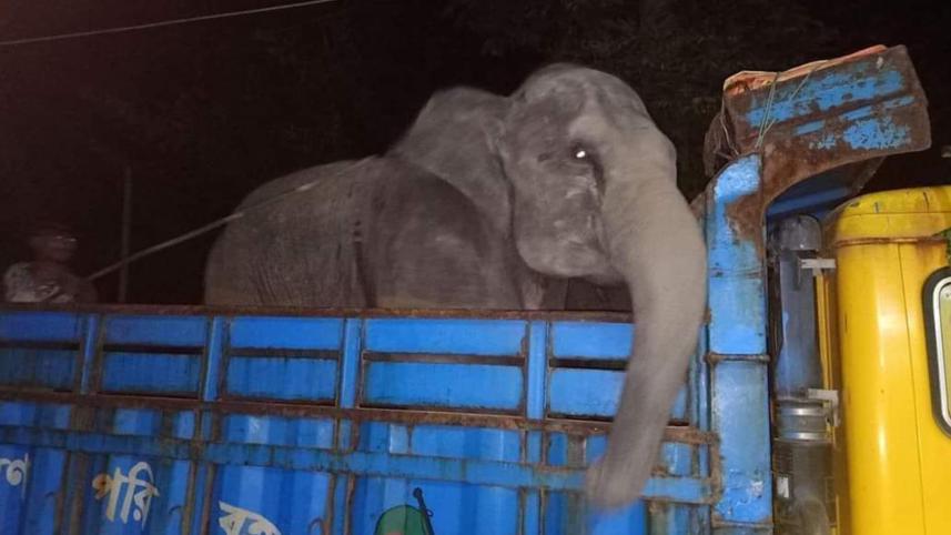 elephant.jpg
