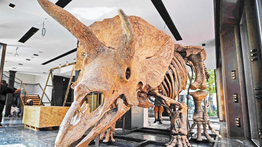 biggest-triceratops.jpg