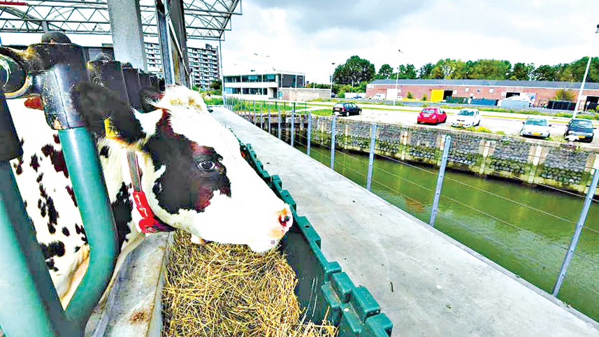 cow.jpg
