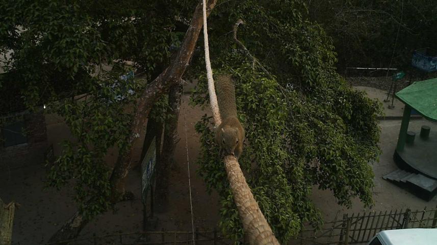 satchari-forest-artificial-canopy-bridges.jpg