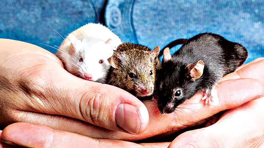 mice.jpg