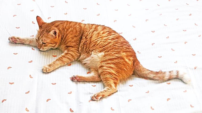 cat1.jpg