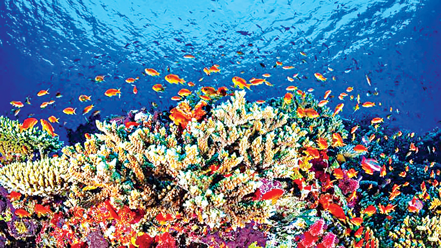 coral-bleaching.jpg