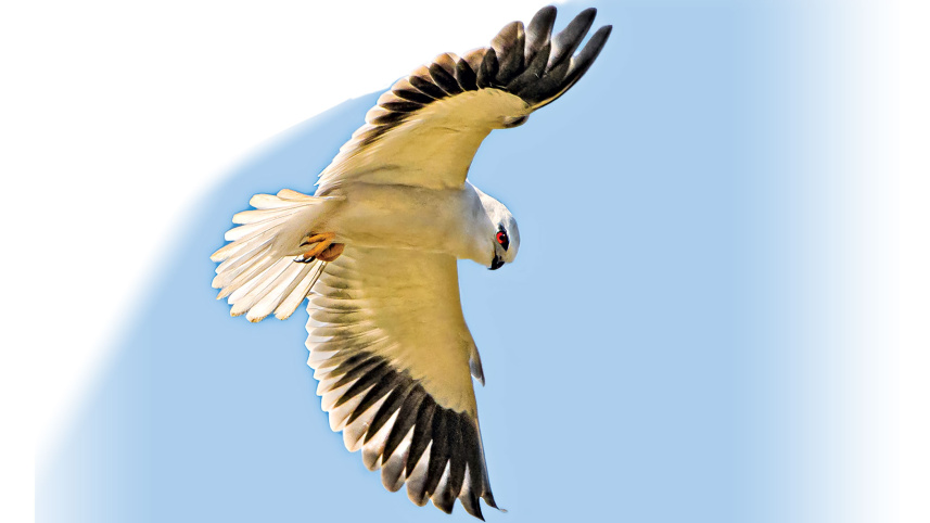 birds3.jpg