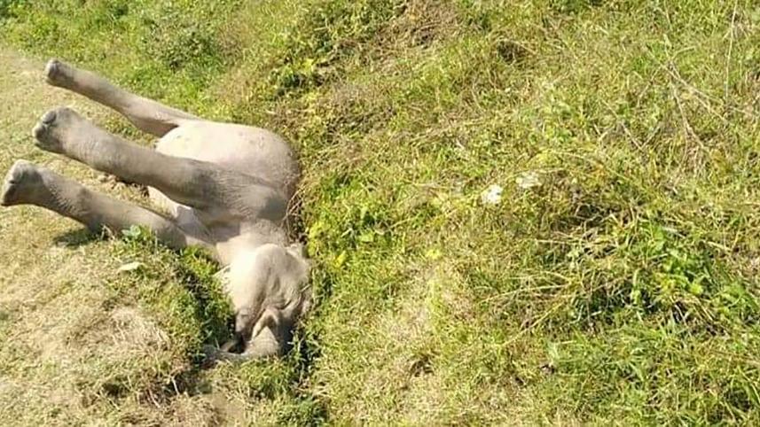 dead_elephant.jpg
