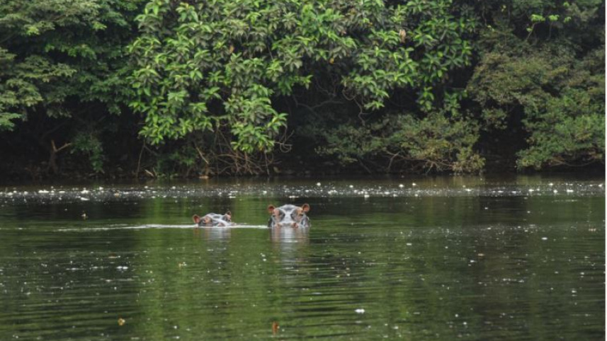 hippos.jpg