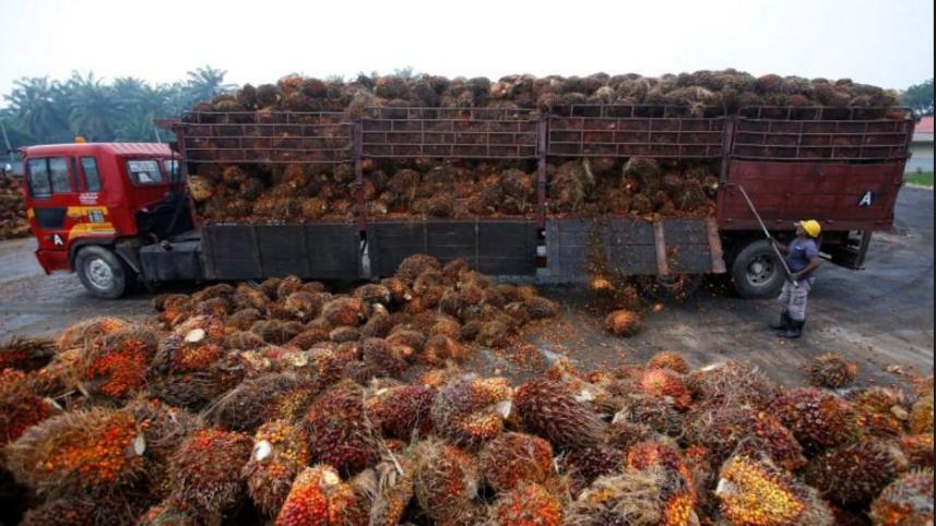 salak-tinggi.jpg