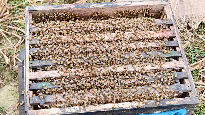 beekeepers-2.jpg