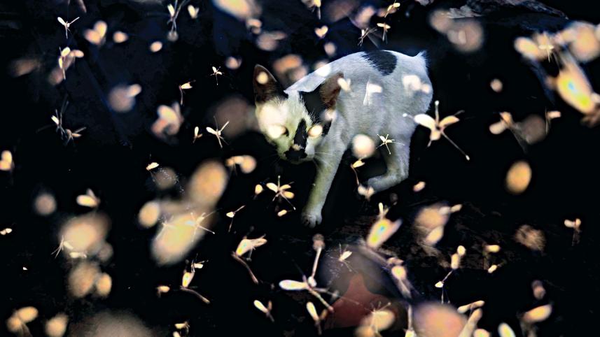 creature1.jpg