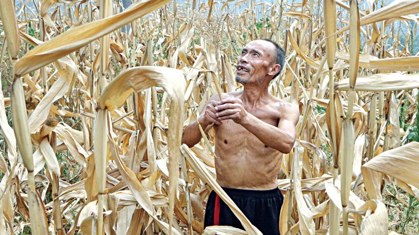corn-crop.jpg