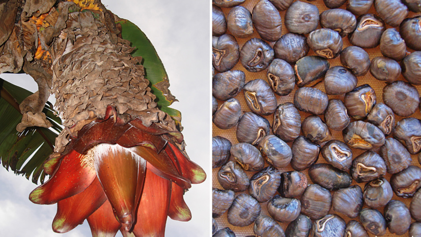 Ethiopian Superfood