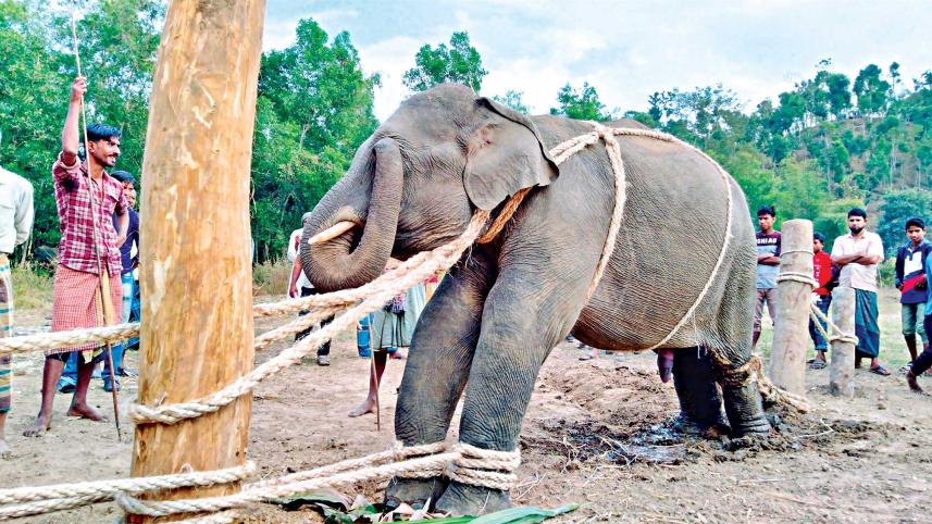 elephant-abuse.jpg