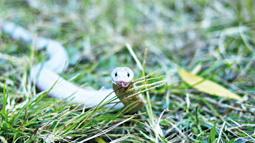 snake-naimur.jpg