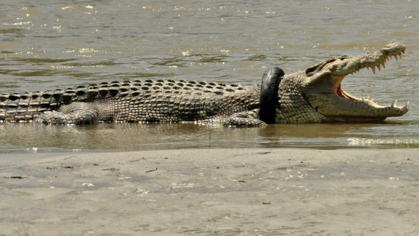 croc.jpg