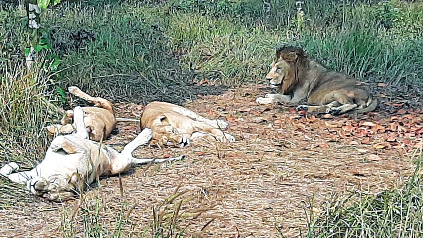 safari-park-animals.jpg