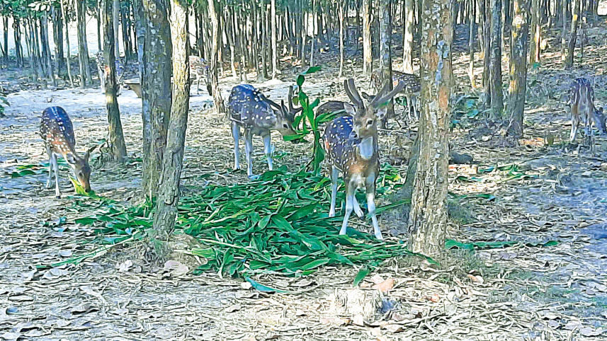 gazipur-safari-park.jpg