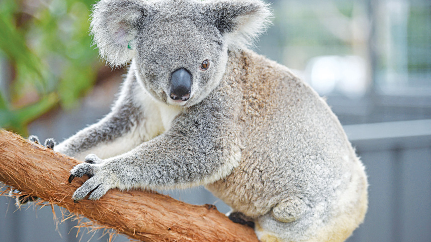 koala.jpg