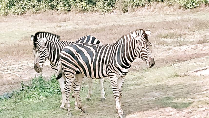 zebra.jpg