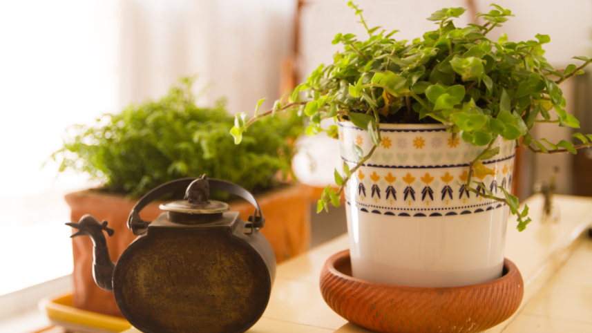 plants.png