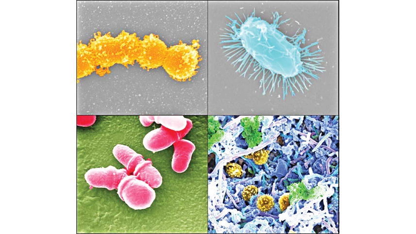 microbiome-research.jpg