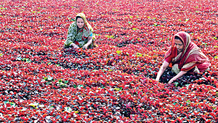 vegetable.jpg