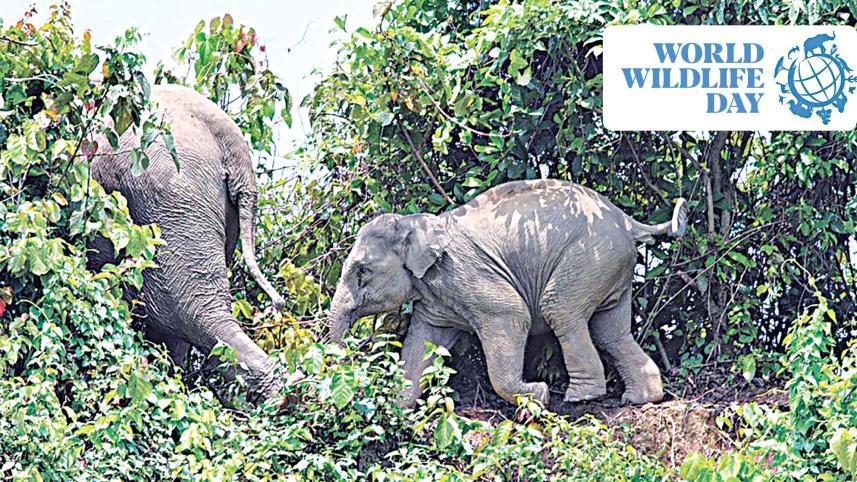 elephant-day-1.jpg