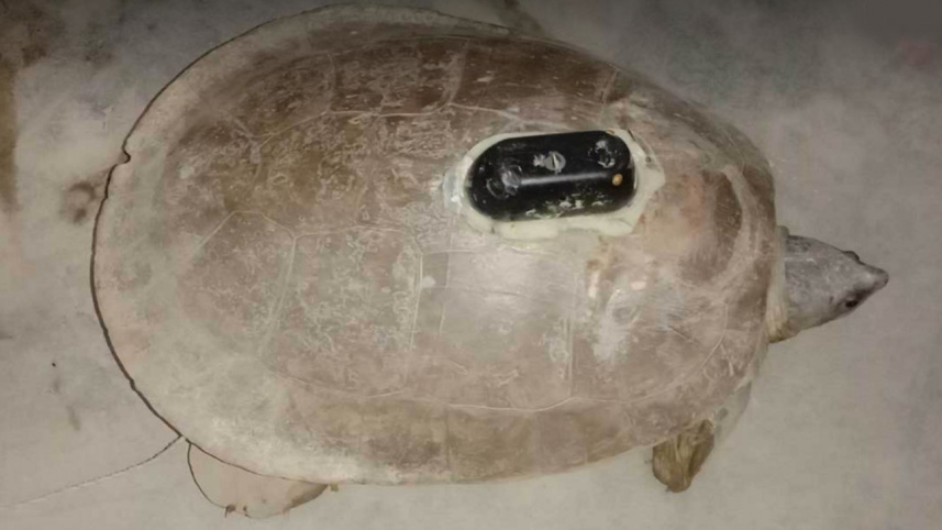 turtle_2.jpg