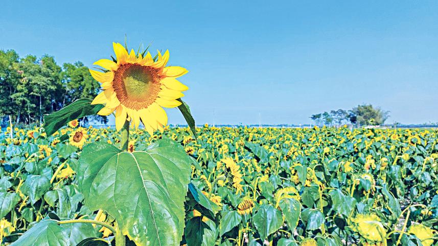 sunflower.jpg