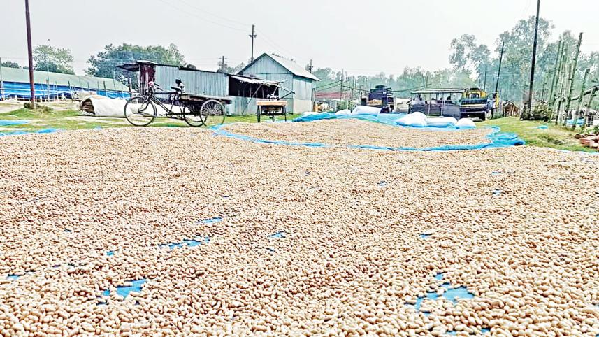 Peanut Emerging as a Major Cash Crop
