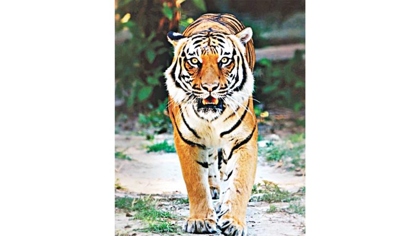 tiger-census.jpg