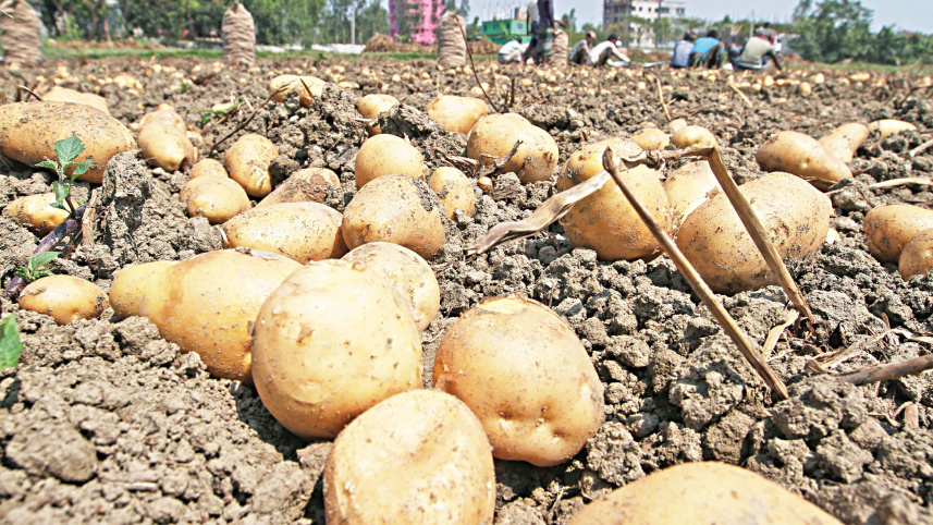 potato-2.jpg