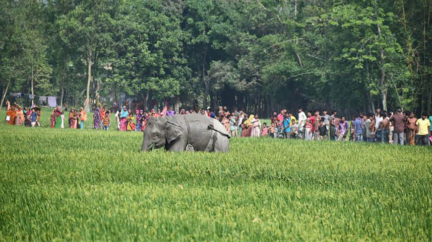 elephant-1-web_0.jpg