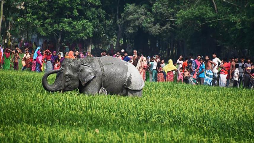 elephant-main-web.jpg
