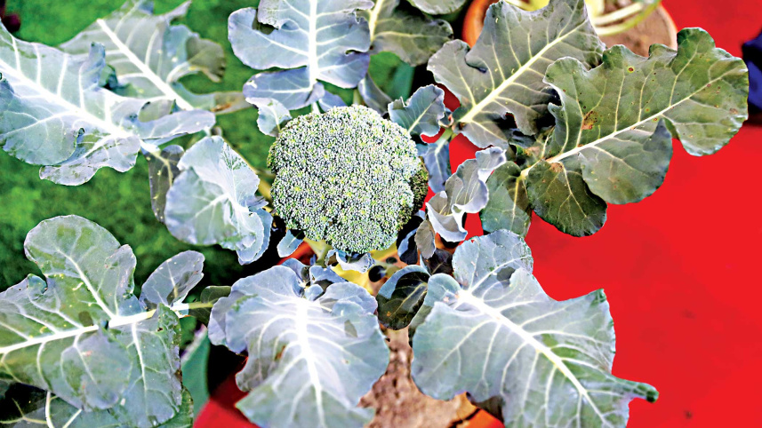 vegetable-fair-7.jpg