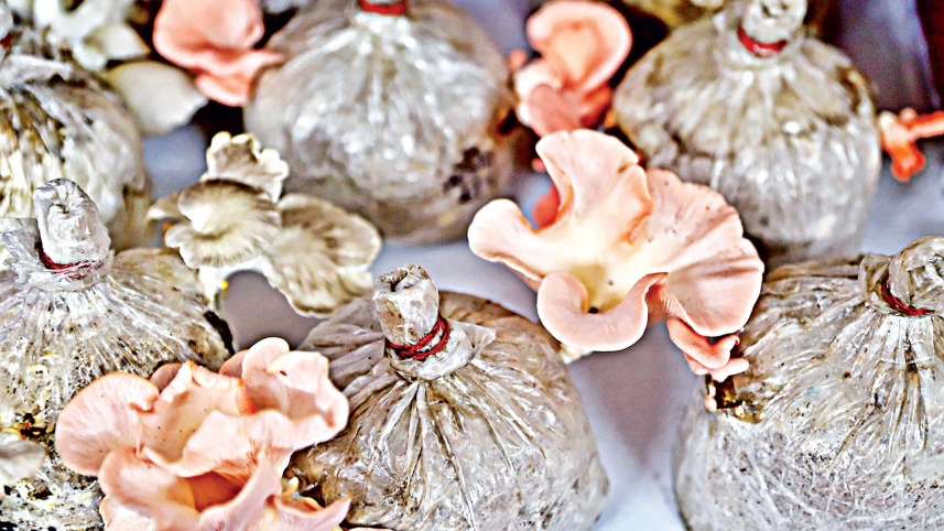 vegetable-fair-9.jpg