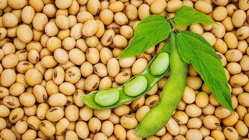 Soybean consumption to rise in Bangladesh: USDA