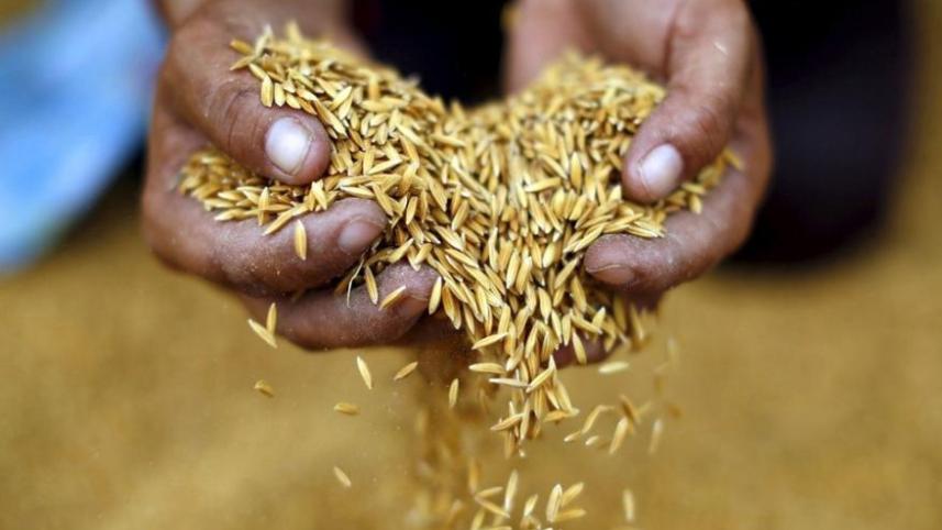 Rice