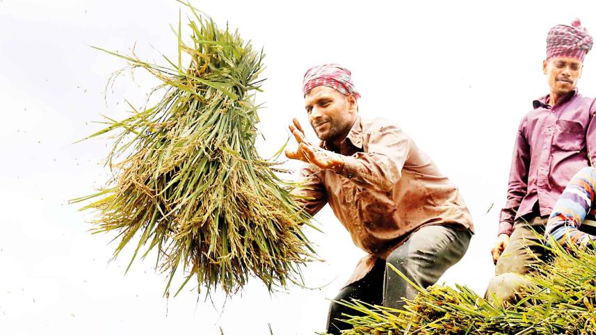 harvest-time-2.jpg