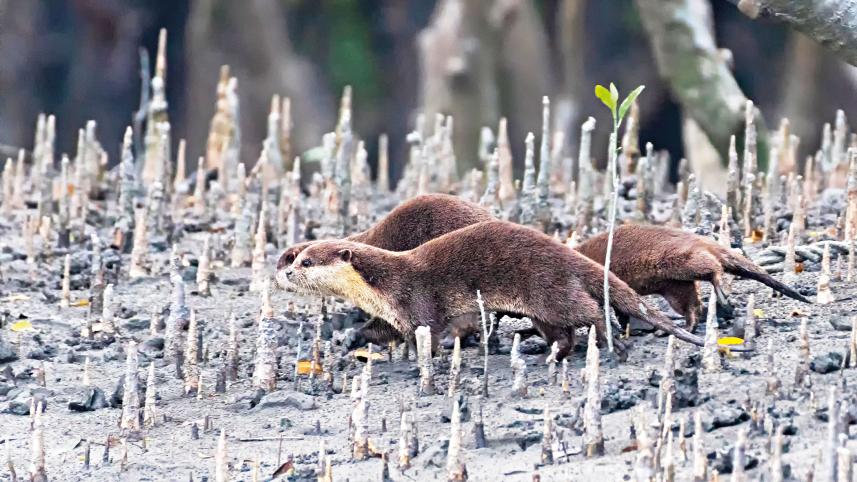 sundarbans-10.jpg